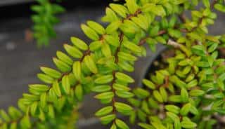 Watering is the most crucial aspect of growing agapetes in a pot