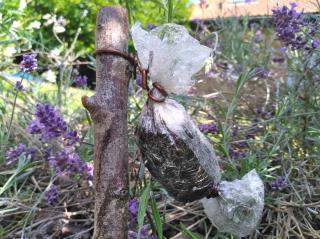 Air-layering lavender, a how-to with pictures