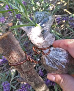 Pouch affixed to a lavender stem to air-layer it