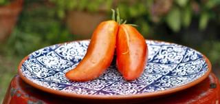 Two Andine cornue tomatoes in a plate