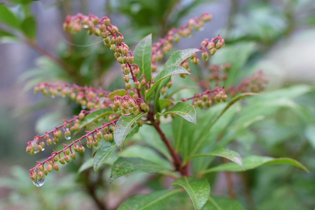 Andromeda is a type of shrub. As a plant, it is magnificent in all seasons