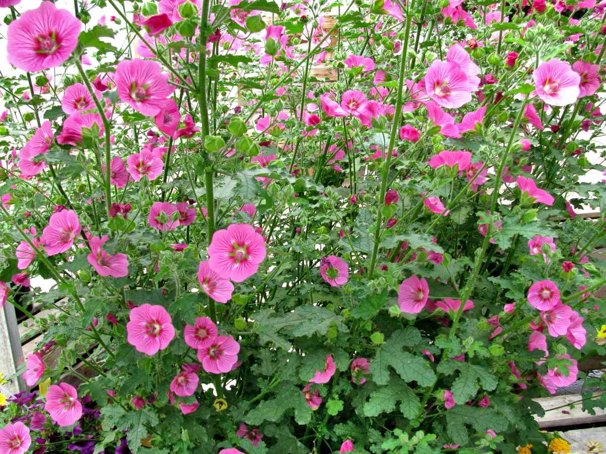 Anisodontea cape mallow