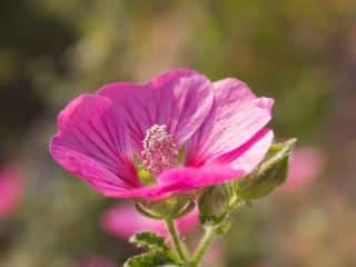 planting anisodontea