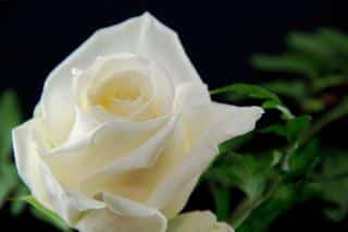 Annapurna rose, a beautiful rose