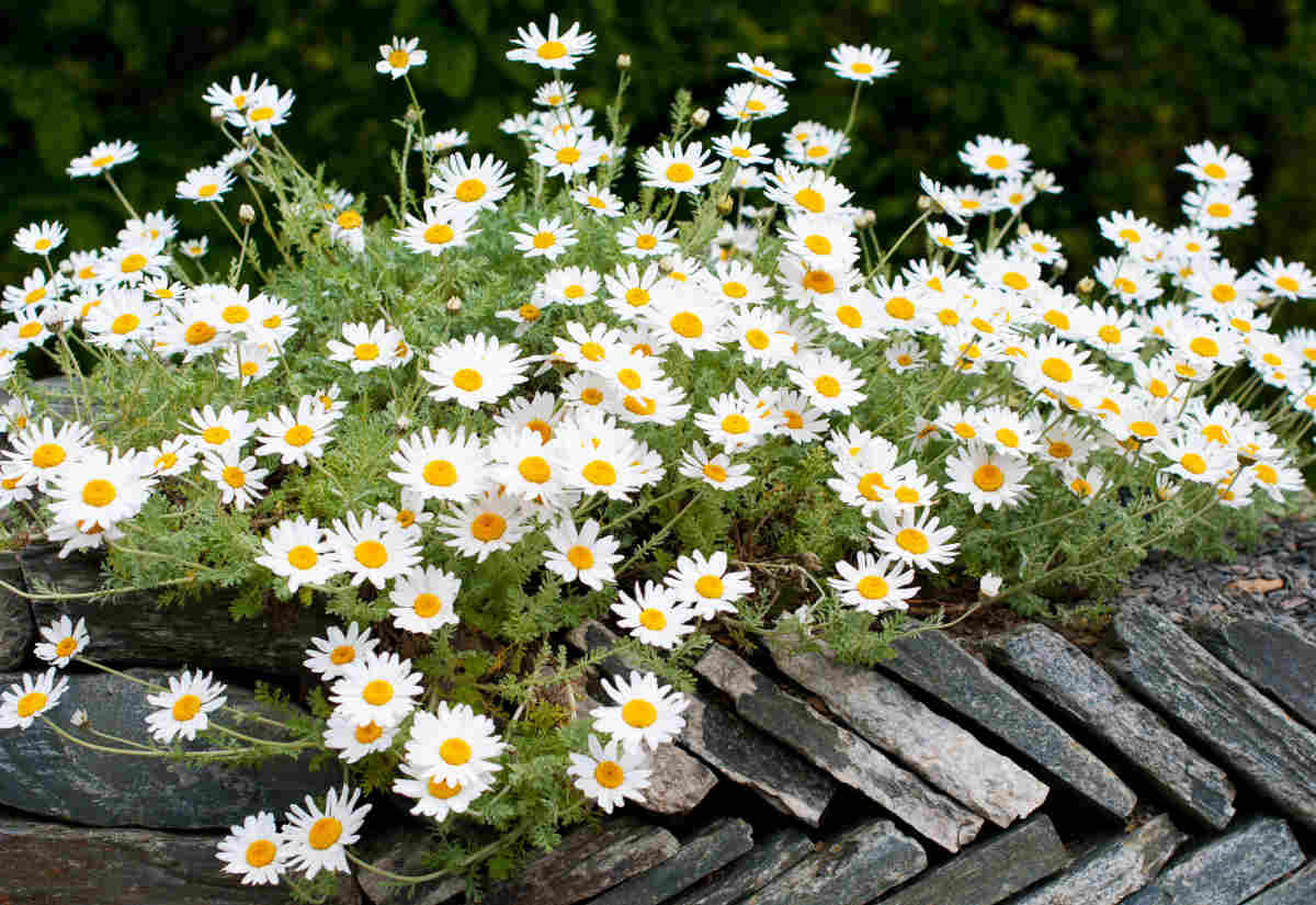 anthemis flower