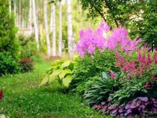 Astilbe flower