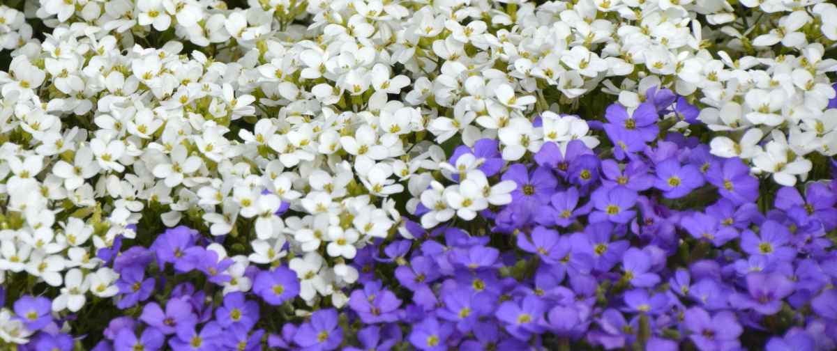 Two colors for an aubrieta flower: white and blue
