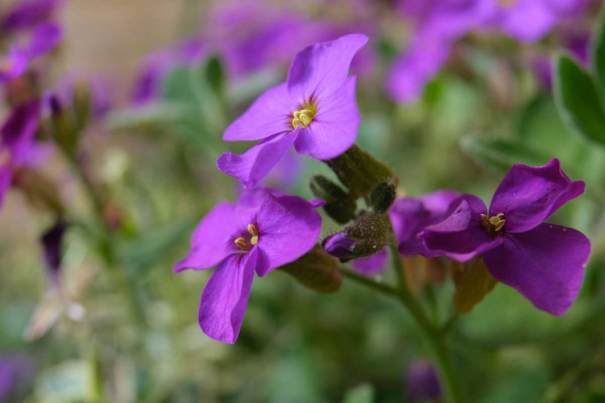 Aubrieta flower, close-up