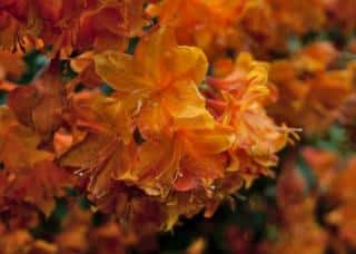 Orange azalea flowers, fabulous and rich-colored