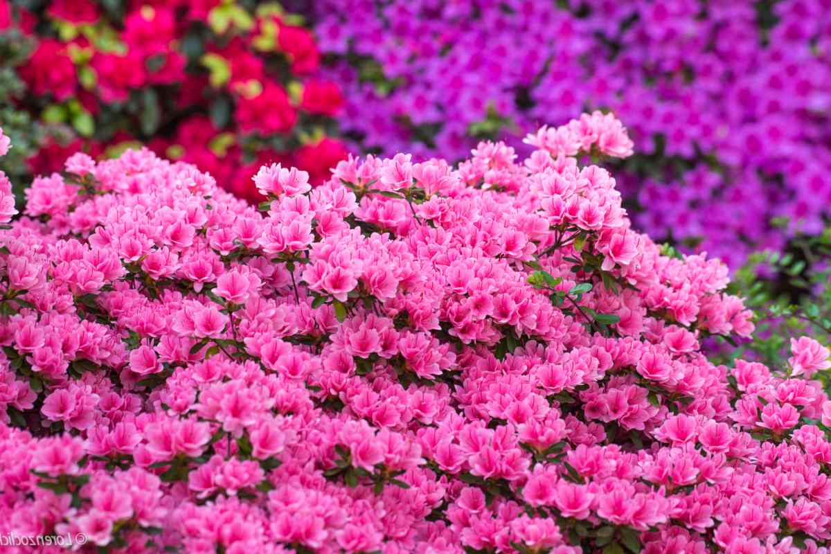 Pink azalea bush