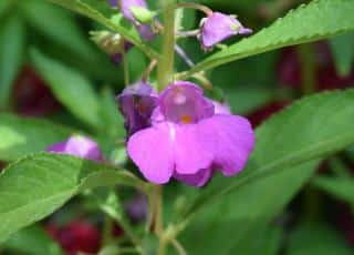 Caring for balsam helps get nice flowers