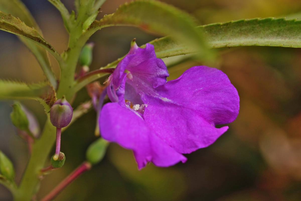 Bright violet balsam flower
