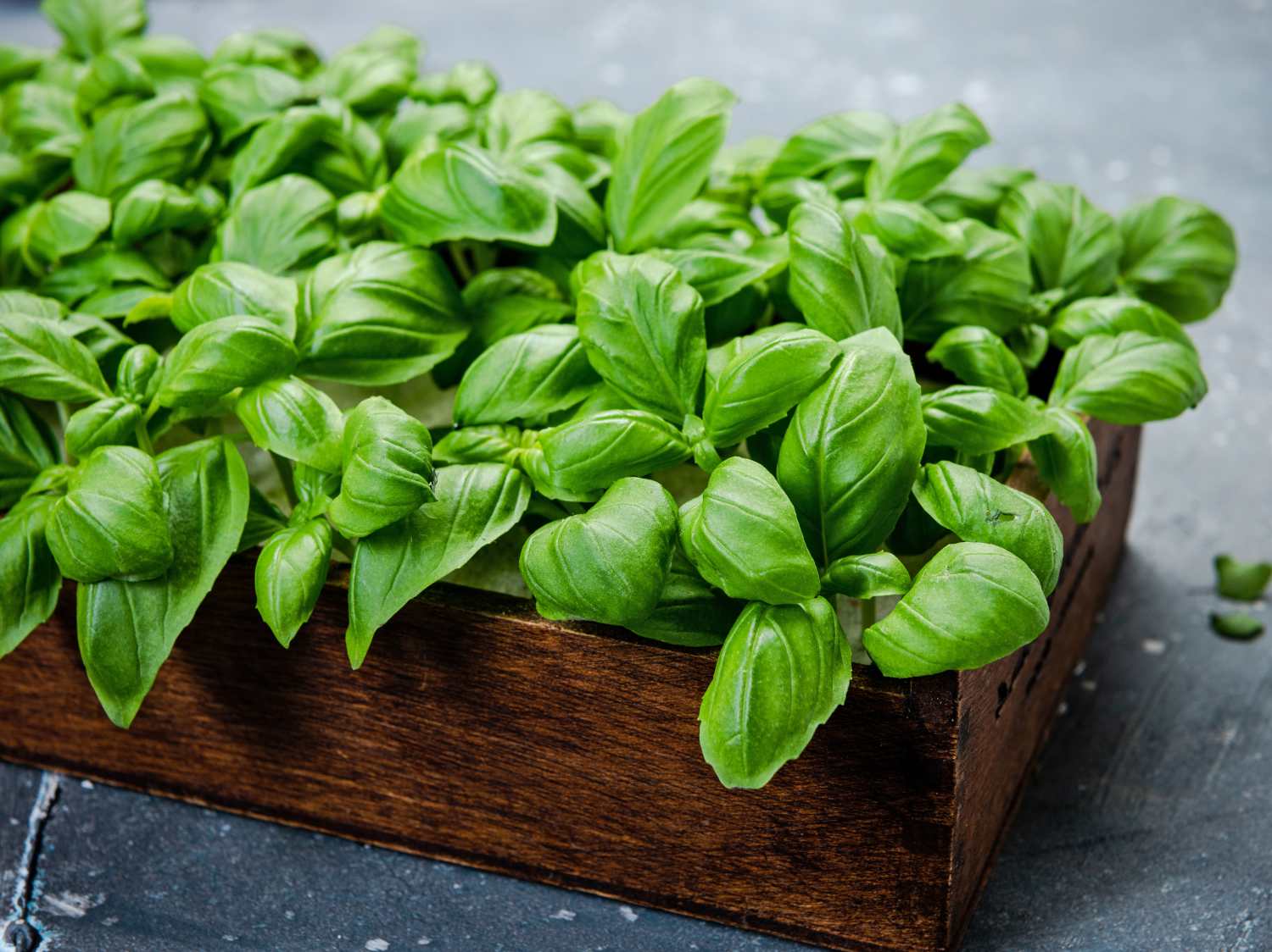 Basil