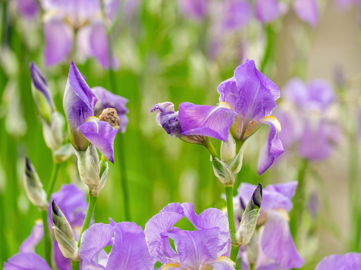Iris germanica, bearded iris