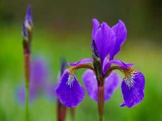 Caring for bearded iris