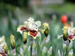 Planting bearded iris
