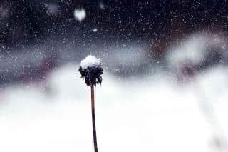 Beautiful old flower pod under falling snow in a garden