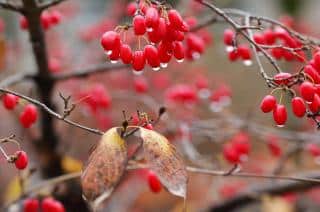 Berries and a pair of old leaves from a dogwood tree