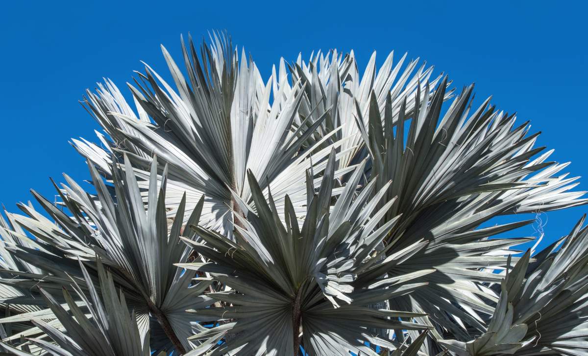 When it grows larger, latan palm can boast dozens of leaves