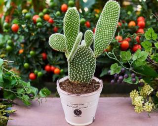 Overwinter cacti in a cooler room so it understands it needs to go dormant