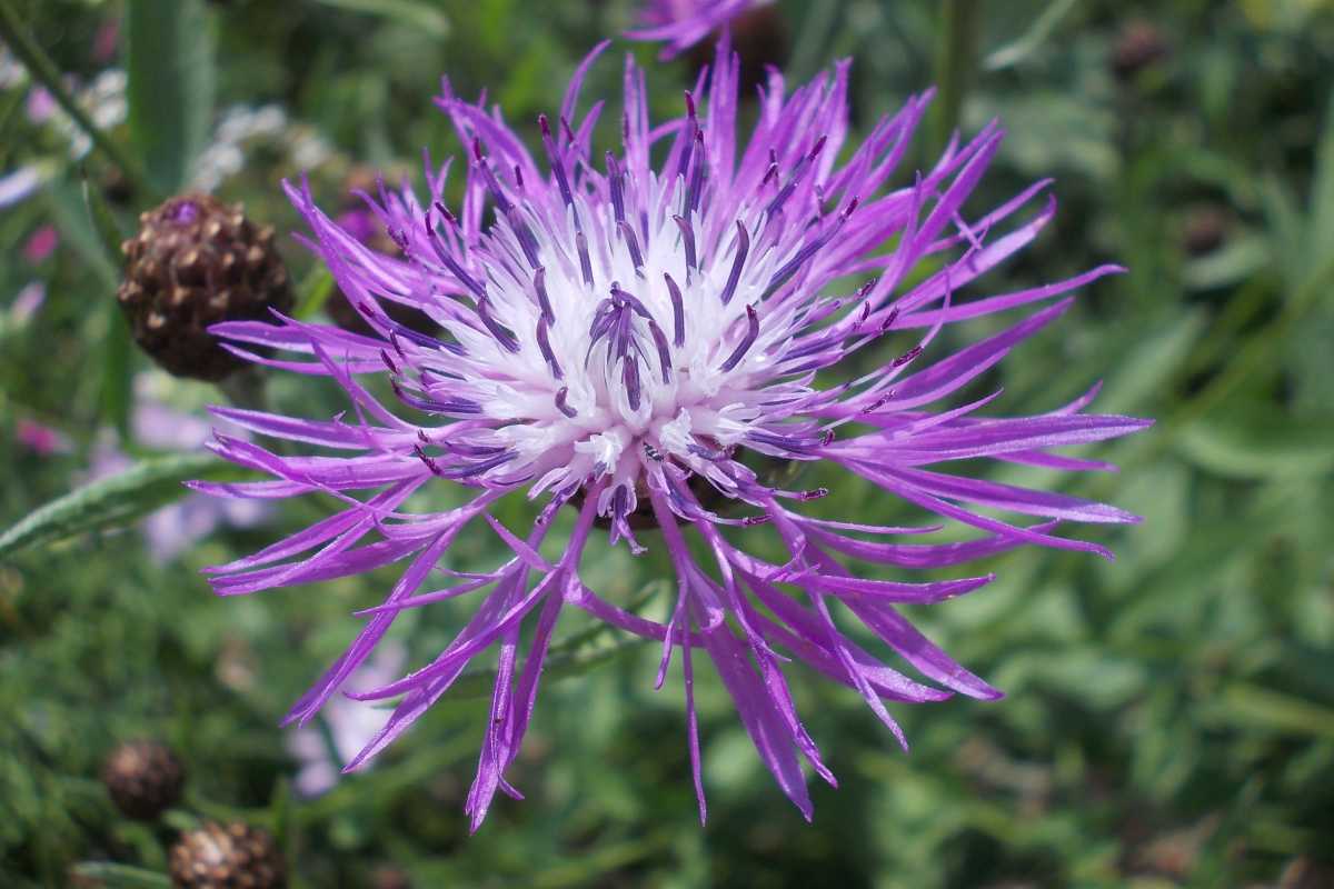 Centaury, centaurea