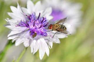 Diseases and pests that infect centaury