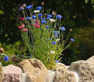 Centaury clump at the top of a rock wall