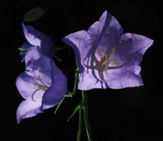 Three open bellflowers that bloom after surviving the cold