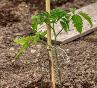 Planting Andine cornue tomato requires staking