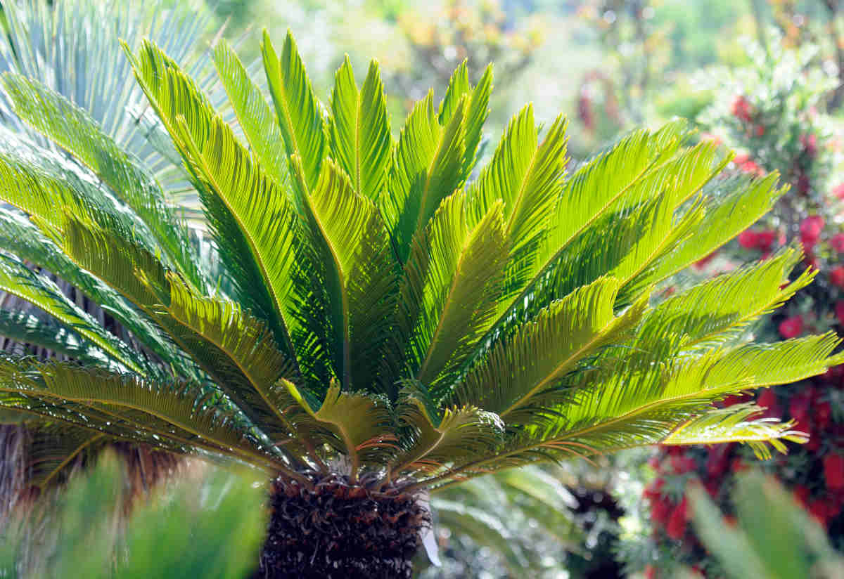 cycas