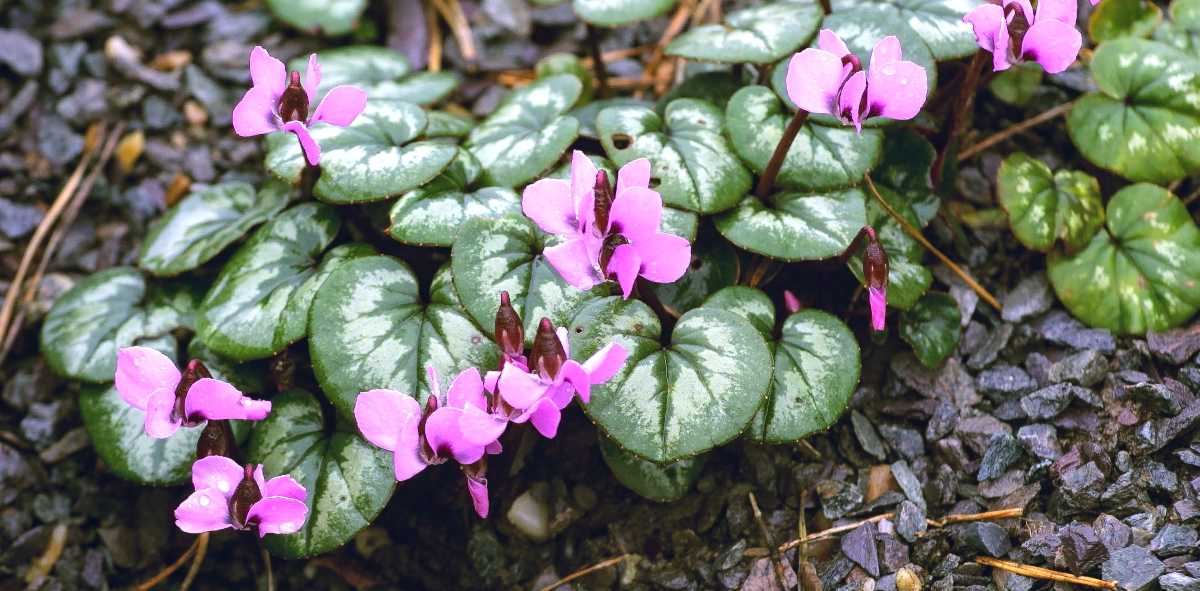 Cyclamen coum loves humid, cold weather