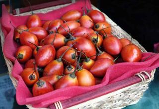 Harvest of cyphomandra fruits