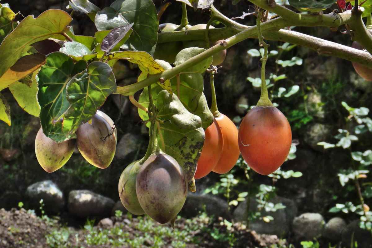 Cyphomandra fruits hanging from a tree