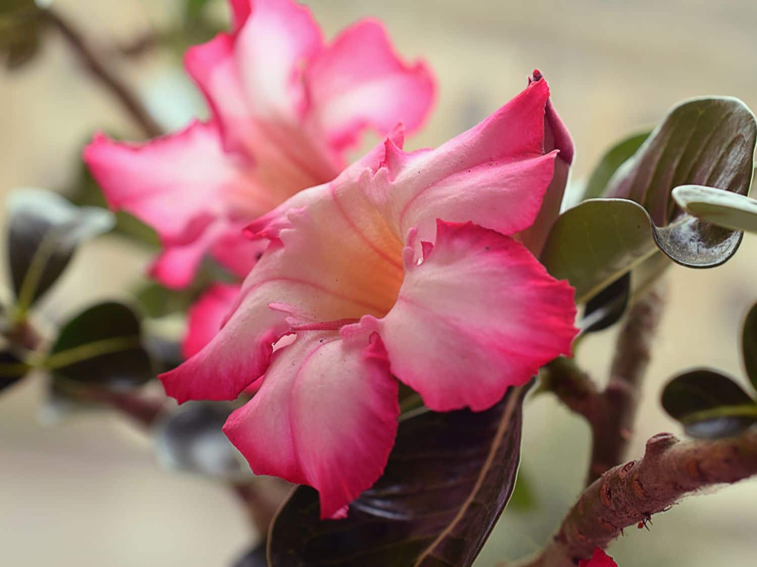 Adenium obesum, desert rose