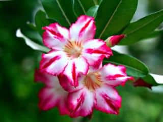 Adenium varieties