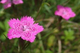 Care for dianthus deltoides, or maiden pink, isn't very difficult