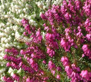 erica blooming in january