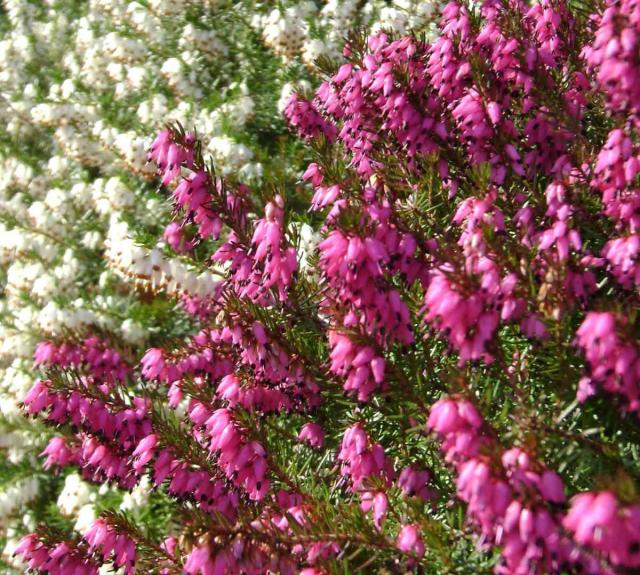erica blooming in january