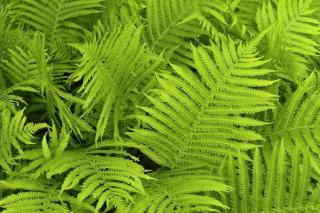 Fern, a short history