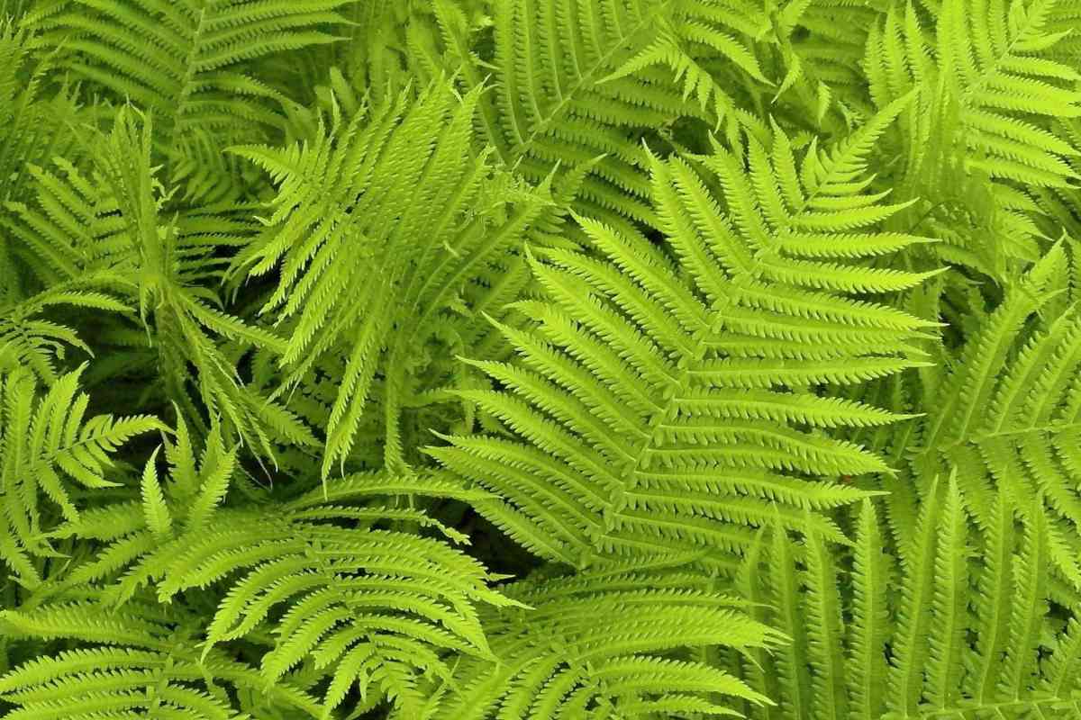 Ferns covering the image