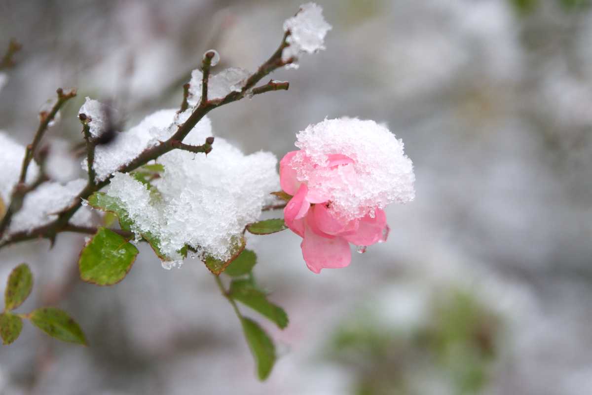 Winter-blooming rose under the snow