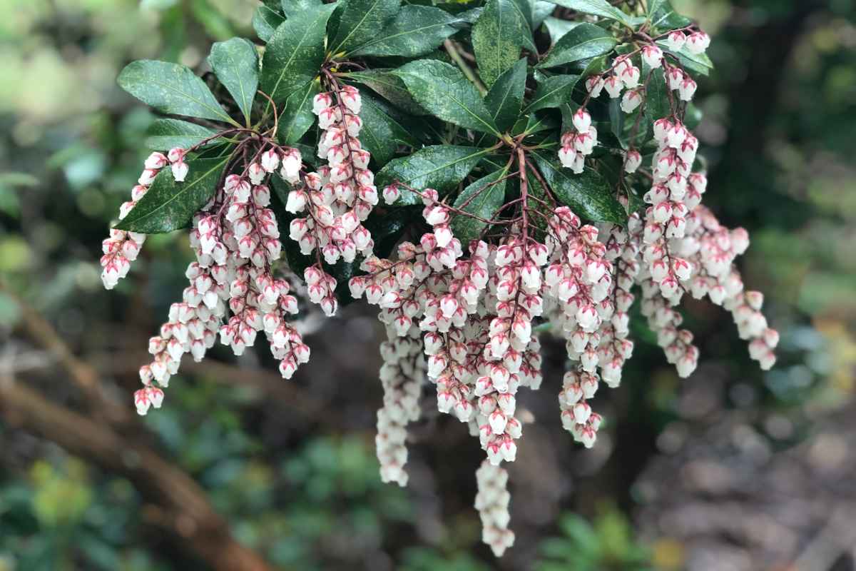 Flowers of the pieris shrub