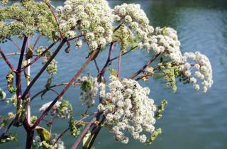 Proper care for garden angelica will let it grow anywhere