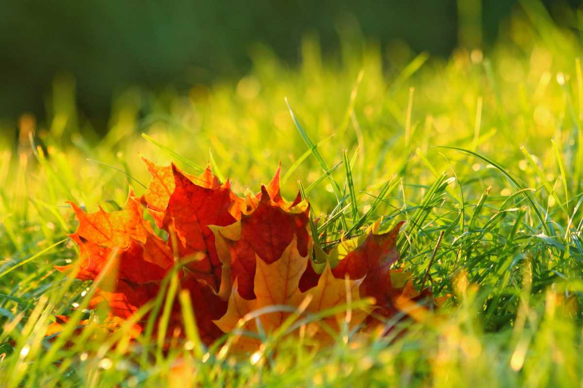 Fall leaves with grass lawn that needs taking care of