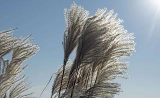 Grasses have beautiful seed fronds that sway in the wind and frost all winter long