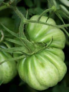 Great white tomato, here still immature