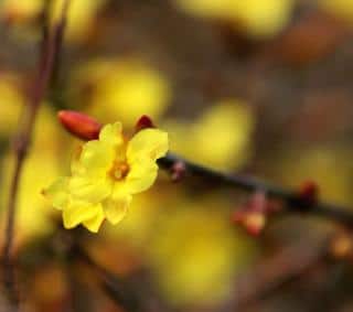 Jasminum nudiflorum branch with yellow flowers