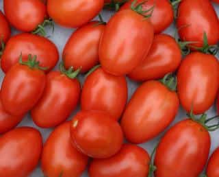 Harvest of ripe roma tomatoes