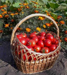 Harvest basket full of honey moon tomato