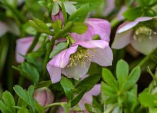 Hellebore blooming during the winter